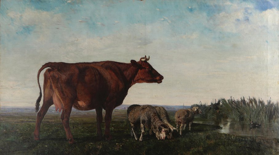 Vaca y carneros