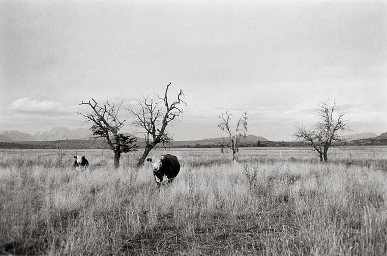 Vacas, Cholila, Chubut