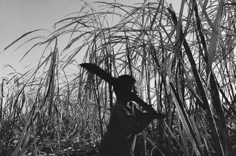 (Machetero) Los hijos de la tierra, Provincia de Formosa